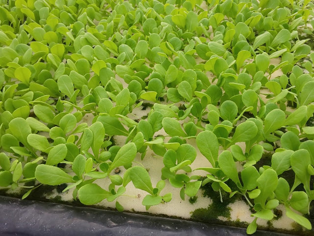 【有限会社あさひ水耕システム】なら様々な水耕野菜をお届け